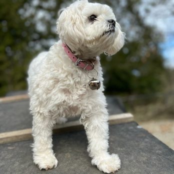 Rosedale Pet Resort - Pet Boarding Near Me Rosedale Pet Resort - Pet Boarding Near Me