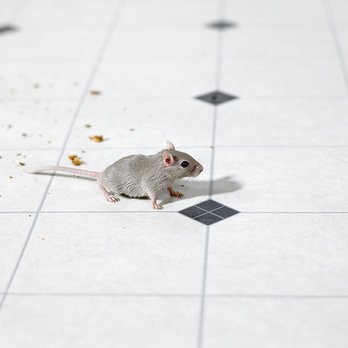 DC Cleanex Pest Control - Pest Control Near Me - Bronx, New York