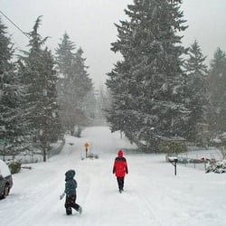 Atlas Tree Care - Upper far right was where the Maple Tree was.