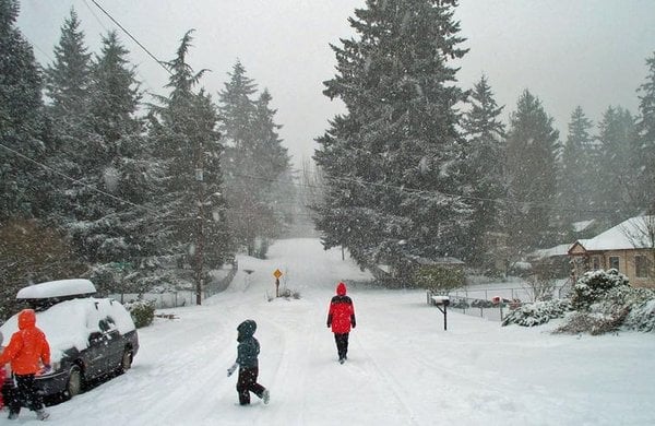 Atlas Tree Care - tree service in Seattle, WA