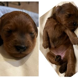 Goldendoodle Brindle Puppies