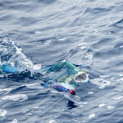 Waikiki Sport Fishing - Mahi Mahi