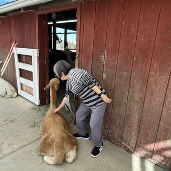 Ogden Alpaca farm - Good boy! - Food Tours Near Me Ogden Alpaca farm - Good boy! - Food Tours Near Me