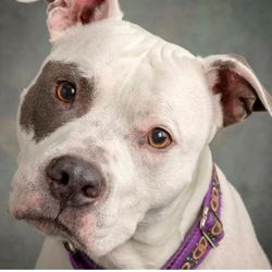 Pet Wants Chicago North