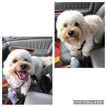 Sweet Pea Grooming - Before & after - Pet Groomers Near Me - San Diego, California