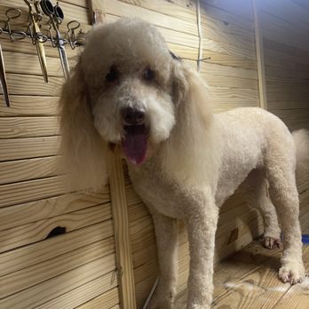 Bark & Bubbles - Pet Groomers Near Me - Nettleton, Mississippi Bark & Bubbles - Pet Groomers Near Me - Nettleton, Mississippi