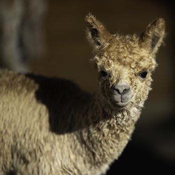 Sapphire Charm Alpacas - Attraction Farms Near Me - Lone Jack, Missouri Sapphire Charm Alpacas - Attraction Farms Near Me - Lone Jack, Missouri