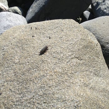 Dana Point Harbor - Crazy prehistoric looking bug! - Marinas Near Me - Dana Point, California