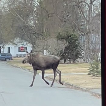 Anchorage Trolley Tours - Moose on the loose! - Tours Near Me - Anchorage, Alaska Anchorage Trolley Tours - Moose on the loose! - Tours Near Me - Anchorage, Alaska