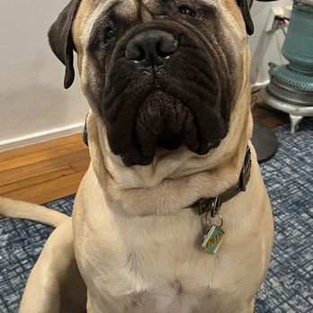 Vision Care For Animals - Back to his old self after surgery - Veterinarians Near Me - Palo Alto, California Vision Care For Animals - Back to his old self after surgery - Veterinarians Near Me - Palo Alto, California