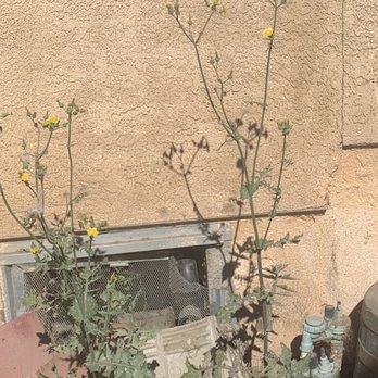 Juan's Gardening Service - Huge weeds,overgrown topiary and the palm tree that Juan trimmed wrong and refused to stand behind his work as promised. - Tree Services Near Me