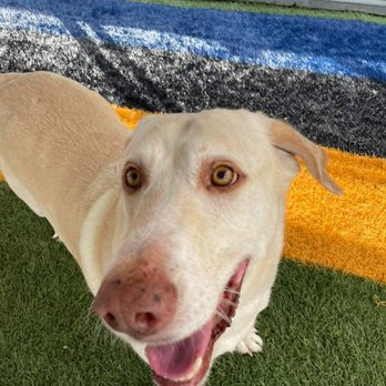Buddies - Pet Groomers Near Me - Jacksonville, North Carolina