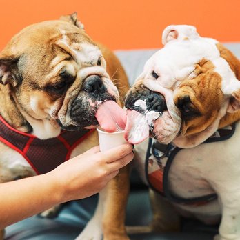 PetVet365 Pet Hospital Clermont/Winter Garden - PetVet365 Pet Hospital Clermont/Winter Garden - Veterinarians Near Me - Clermont, Florida PetVet365 Pet Hospital Clermont/Winter Garden - PetVet365 Pet Hospital Clermont/Winter Garden - Veterinarians Near Me - Clermont, Florida