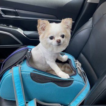 Animal Loving Care - Pet Sitting Near Me - Brooklyn, New York Animal Loving Care - Pet Sitting Near Me - Brooklyn, New York
