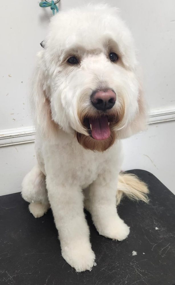 A LABOR OF LOVE DOG GROOMING SALON Updated August 2024 45 Photos