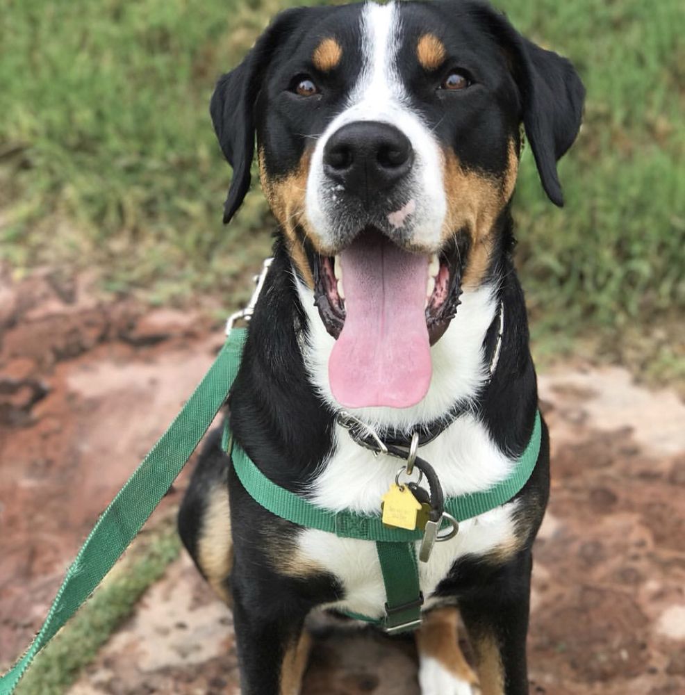 Zoologie Pet Services - pet boarding facility in Denver, CO