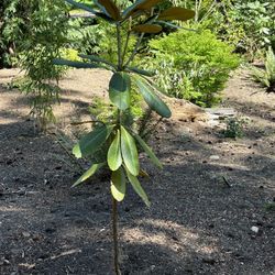 Heronswood Garden - Rare rhododendron