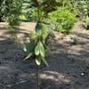 Port Gamble S'Klallam Foundation and Heronswood Garden gift card