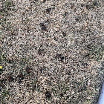 TruGreen Lawn Care - a patch of dead grass with pine cones on it - Lawn Services Near Me - West Jordan, Utah TruGreen Lawn Care - a patch of dead grass with pine cones on it - Lawn Services Near Me - West Jordan, Utah