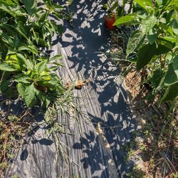 Thera Farms - Pepper plants