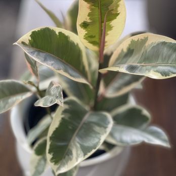 Trader Joe's - Ficus Tineke $7.99 - Grocery Near Me - Everett, Washington Trader Joe's - Ficus Tineke $7.99 - Grocery Near Me - Everett, Washington