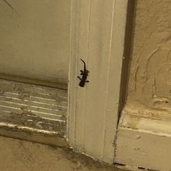 Coral Beach Cottages - Lizard on walls