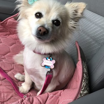 PetSmart - Pet Stores Near Me - Carson City, Nevada