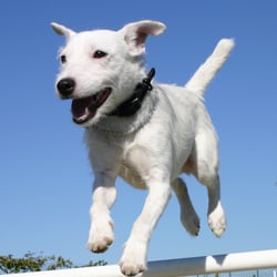 Yogadog - Asana Agility is a great way to better connect with your dog and learn to have more fun with your four legged friend!