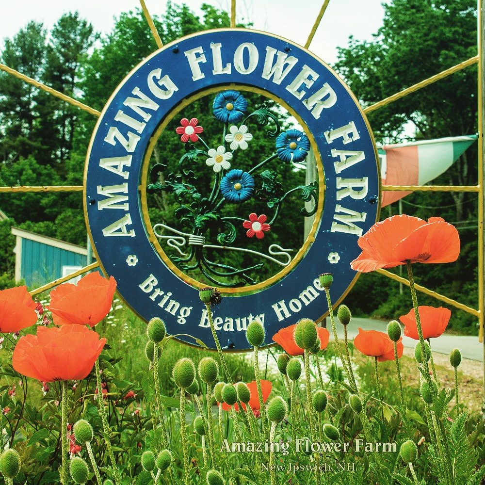 AMAZING FLOWER FARM Updated August 2024 202 Poor Farm Rd, New