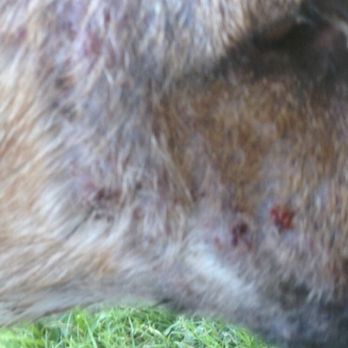 Western Animal Hospital - Thank you Dr. Petcu for literally making her condition worse and not giving proper treatment when needed. The blood from my dogs face than - Veterinarians Near Me - Glendale, Arizona Western Animal Hospital - Thank you Dr. Petcu for literally making her condition worse and not giving proper treatment when needed. The blood from my dogs face than - Veterinarians Near Me - Glendale, Arizona