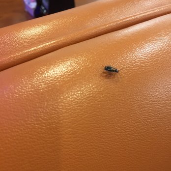 Americana Buffet and Grill - As soon as I was going to sit, there was a cockroach on the booth. I feel disgusted. Did not want to eat here with my family anymore. - Buffets Near Me - Los Angeles, California Americana Buffet and Grill - As soon as I was going to sit, there was a cockroach on the booth. I feel disgusted. Did not want to eat here with my family anymore. - Buffets Near Me - Los Angeles, California