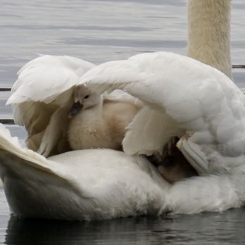 Lake Eola Park - Parks Near Me - Orlando, Florida