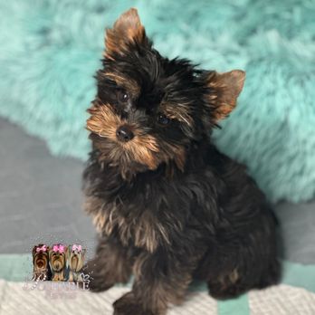 Poshable Puppies Chicago - Cuteness - Pet Breeders Near Me - Addison, Illinois Poshable Puppies Chicago - Cuteness - Pet Breeders Near Me - Addison, Illinois