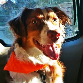Pee Poop Play - Hommer. Simpson or poet? - Pet Boarding Near Me