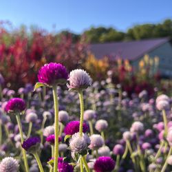 Finger Lakes Cider House - Flower field.