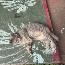 Nahiku Ti Gallery - Friendly cat