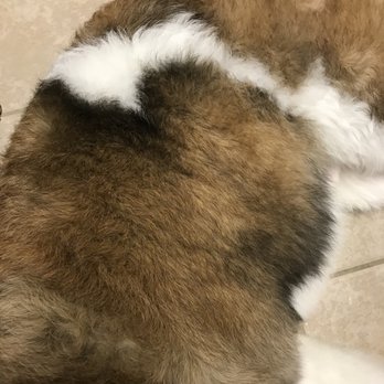 PetSmart - Pet Training Near Me - Frisco, Texas