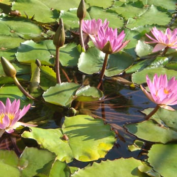 Mendocino Healing - Yoga Near Me Mendocino Healing - Yoga Near Me