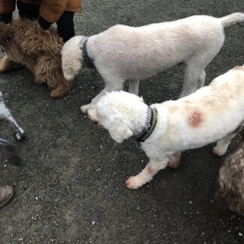 Magnuson Park Off-Leash Area - Dog Parks Near Me - Seattle, Washington