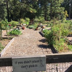 Henderson Park - Community garden. Don't pick it if you didn't grow it!!