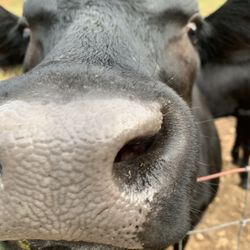Skyland Farms - Any Treats??