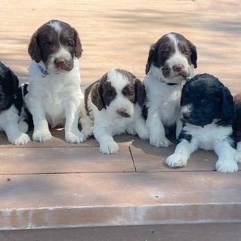 Sand Hollow Doodles - Pet Breeders Near Me - Parma, Idaho