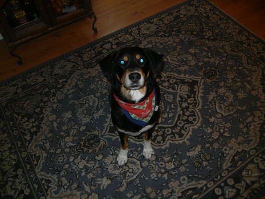 CRAIG ROAD ANIMAL HOSPITAL - 226 Photos & 442 Reviews - 5051 W Craig Rd