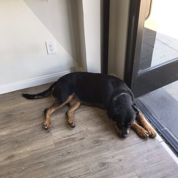 Open Eye Crystals - Adorable pup - Spiritual Shop Near Me - Los Angeles, California