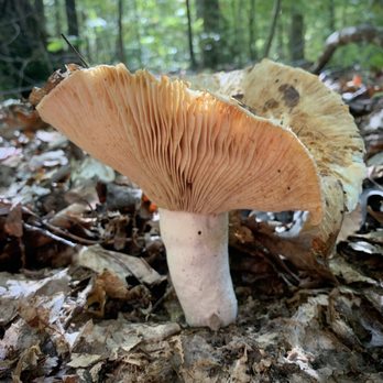 Pocahontas State Park - Took a little detour from a path and in no time stumbled across mushrooms at every turn. - Parks Near Me - Chesterfield, Virginia Pocahontas State Park - Took a little detour from a path and in no time stumbled across mushrooms at every turn. - Parks Near Me - Chesterfield, Virginia