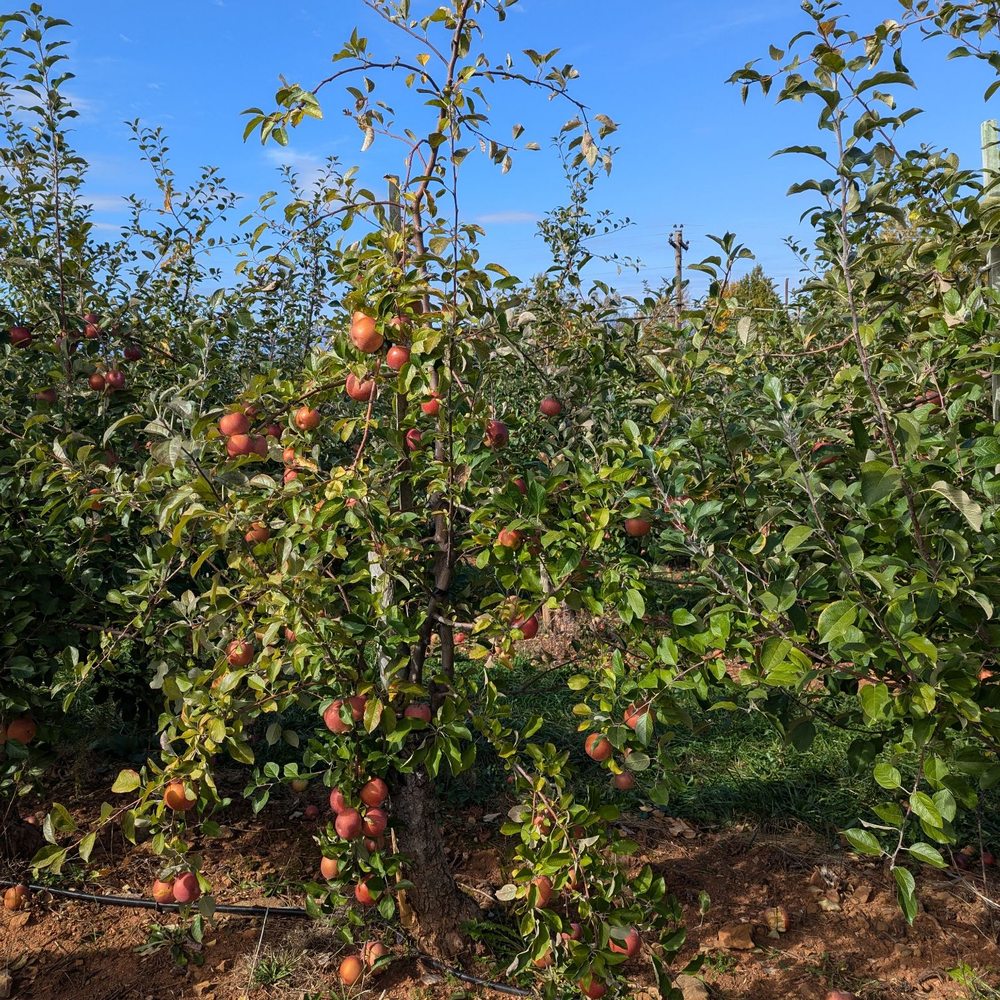 Carter Mountain Orchard - Pick Your Own Farms Near Me - Charlottesville, Virginia Carter Mountain Orchard - Pick Your Own Farms Near Me - Charlottesville, Virginia