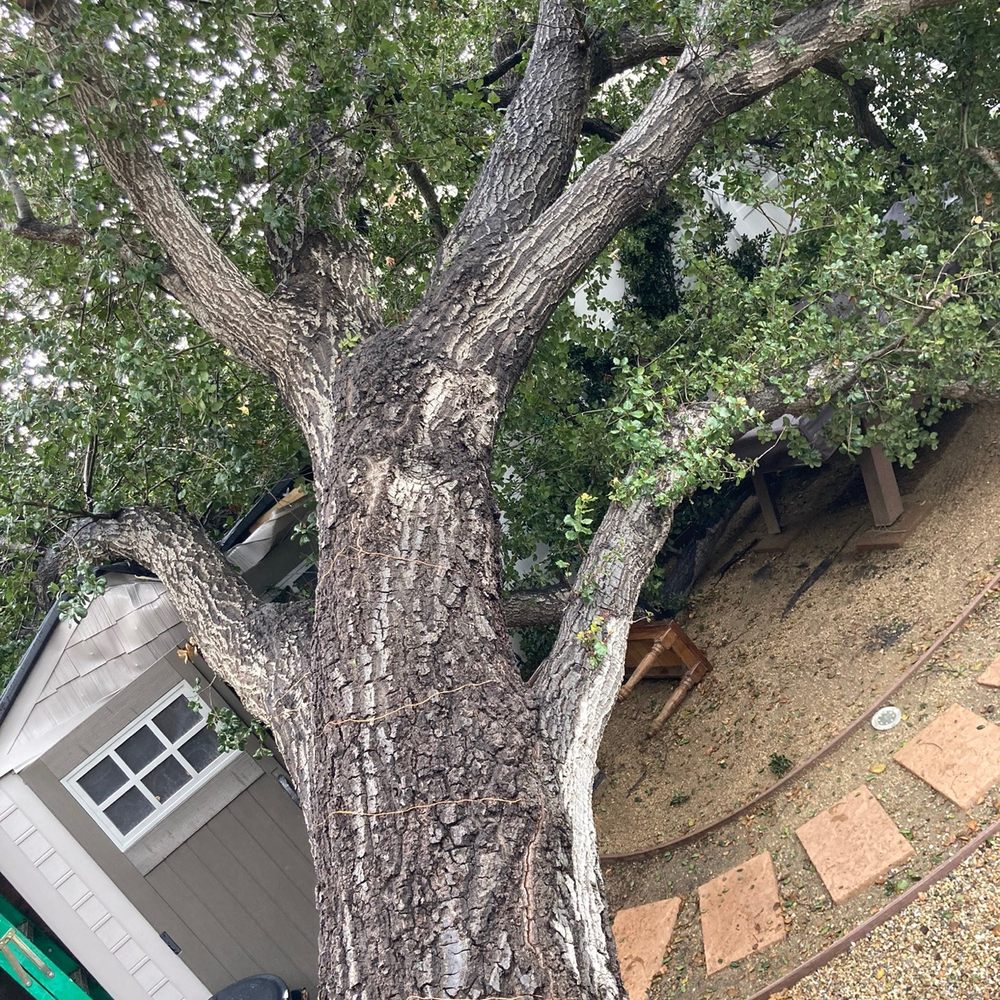 Glez Tree Service - Our fallen oak tree - Tree Services Near Me Glez Tree Service - Our fallen oak tree - Tree Services Near Me