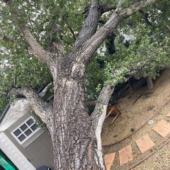 Glez Tree Service - Our fallen oak tree - Tree Services Near Me Glez Tree Service - Our fallen oak tree - Tree Services Near Me