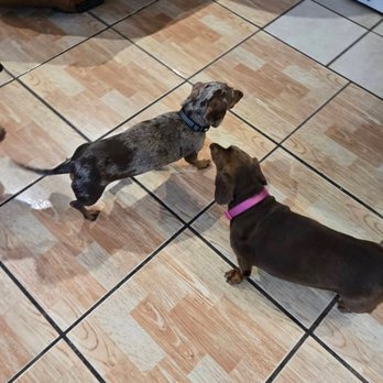 Universal Dog Care Orlando - Dog Walkers Near Me - Orlando, Florida