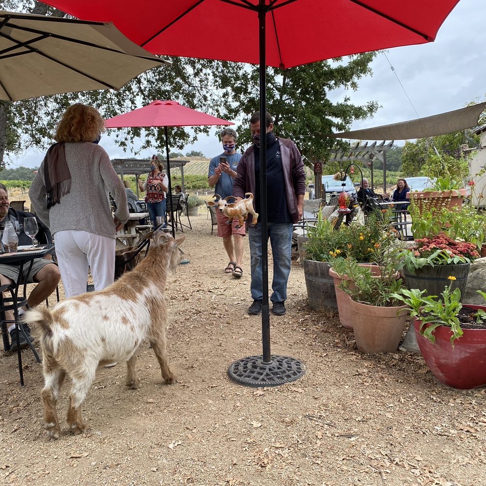 Kiamie Wine Cellars - Resident goat to share your wine - Wineries Near Me - Paso Robles, California